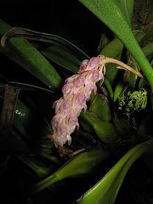 Bulbophyllum crassipes httpsuploadwikimediaorgwikipediacommonsthu