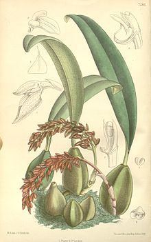 Bulbophyllum cupreum httpsuploadwikimediaorgwikipediacommonsthu