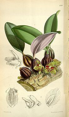Bulbophyllum dayanum httpsuploadwikimediaorgwikipediacommonsthu