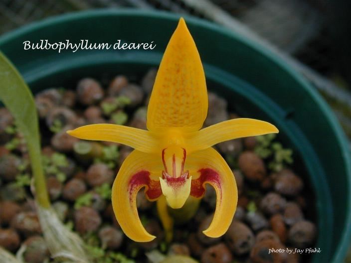Bulbophyllum dearei IOSPE PHOTOS