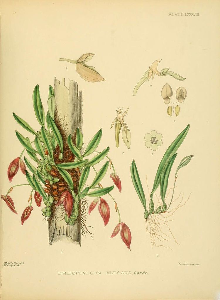 Bulbophyllum elegans