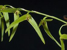 Bulbophyllum elisae httpsuploadwikimediaorgwikipediacommonsthu