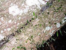 Bulbophyllum exiguum httpsuploadwikimediaorgwikipediacommonsthu