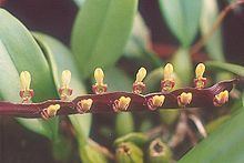 Bulbophyllum falcatum httpsuploadwikimediaorgwikipediacommonsthu