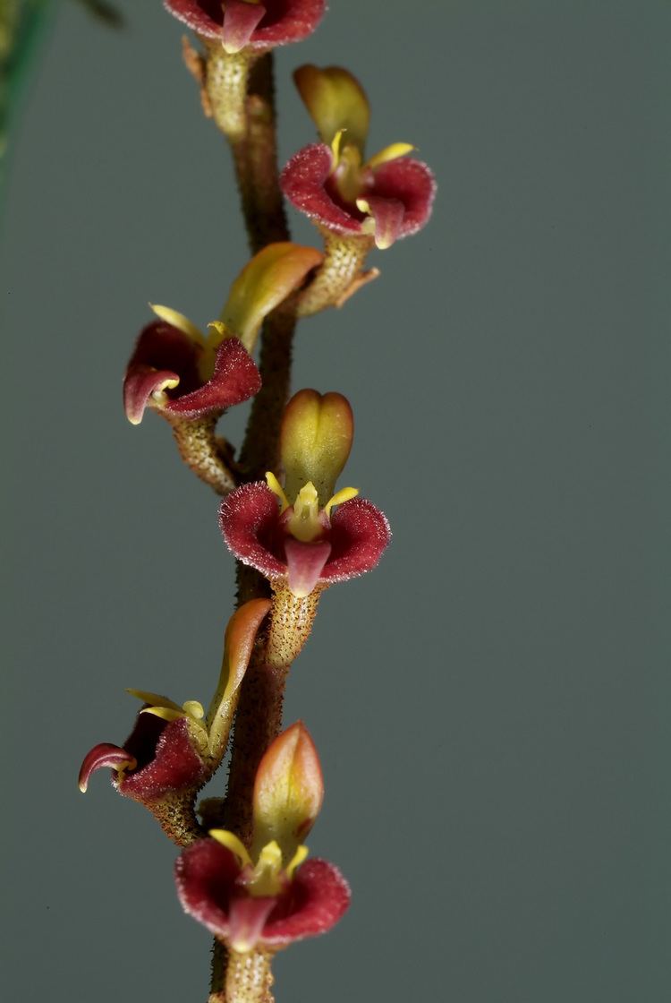 Bulbophyllum falcatum IOSPE PHOTOS