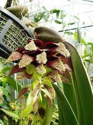 Bulbophyllum fletcherianum CAUDICIFORM Bulbophyllum fletcherianum