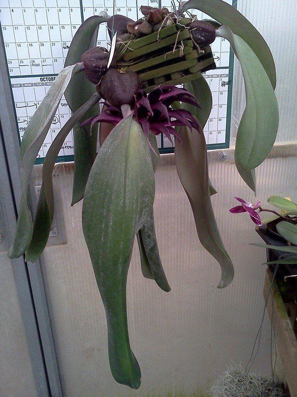 Bulbophyllum fletcherianum Bulbophyllum fletcherianum Orchids Forum