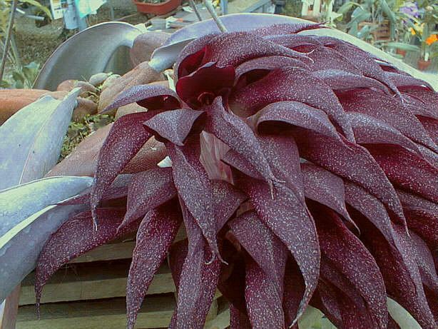 Bulbophyllum fletcherianum wwworchidspeciescomorphotdirbulbofletcherianumjpg
