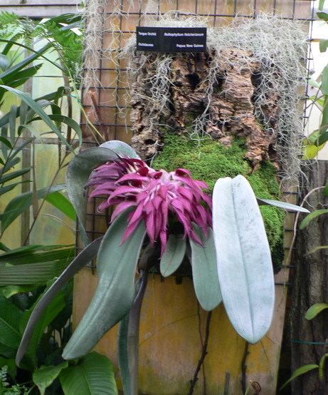 Bulbophyllum fletcherianum Bulbophyllum fletcherianum Wikimedia Commons