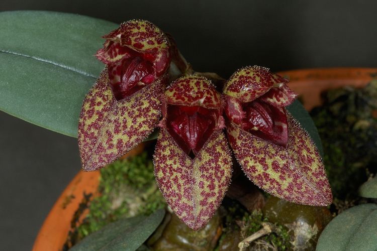 Bulbophyllum frostii IOSPE PHOTOS
