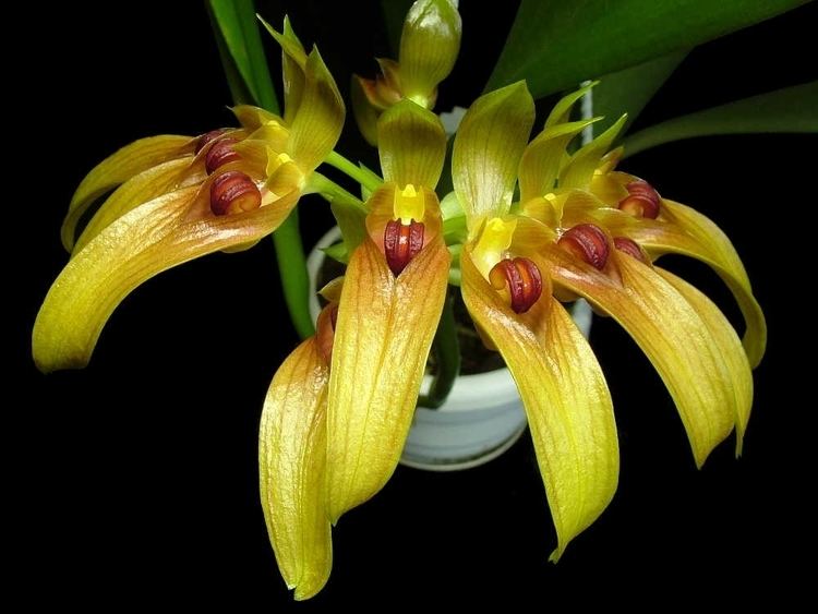 Bulbophyllum graveolens Bulbophyllum graveolens