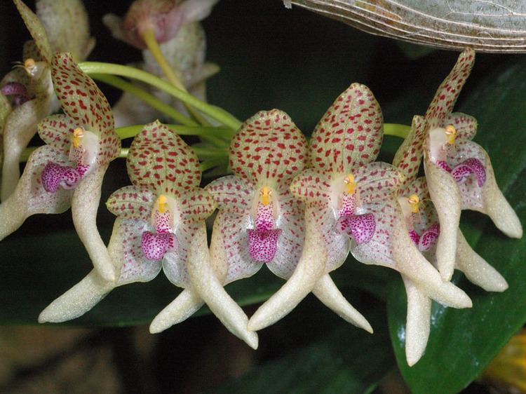 Bulbophyllum guttulatum IOSPE PHOTOS