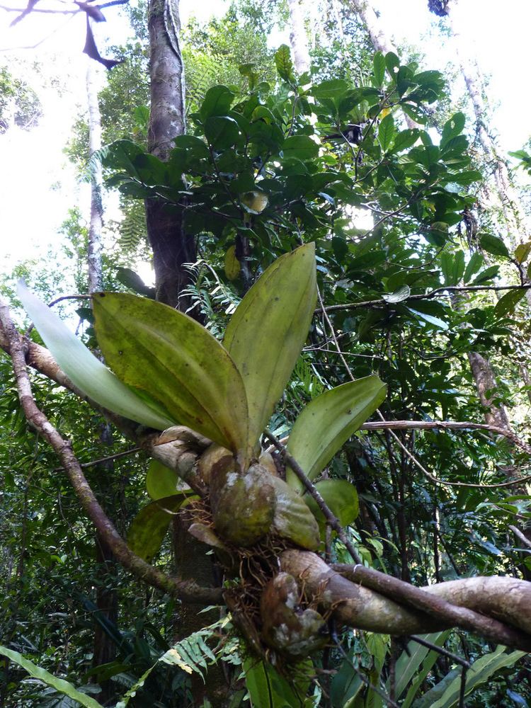 Bulbophyllum hamelinii Bulbophyllum hamelinii Sampled Red List Index Plants of Madagascar