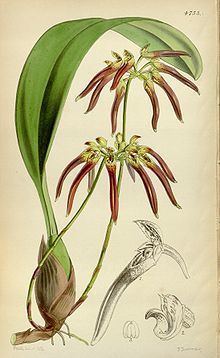 Bulbophyllum helenae httpsuploadwikimediaorgwikipediacommonsthu