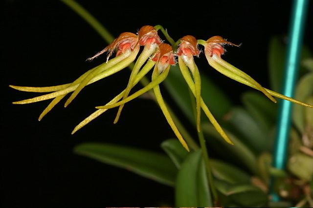 Bulbophyllum hirundinis IOSPE PHOTOS