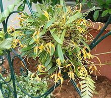 Bulbophyllum inaequale httpsuploadwikimediaorgwikipediacommonsthu