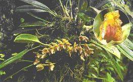 Bulbophyllum leopardinum wwwbioinformaticssikkimgovinOrchidpicBulboph