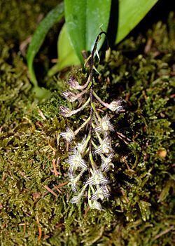 Bulbophyllum lindleyanum httpsuploadwikimediaorgwikipediacommonsthu
