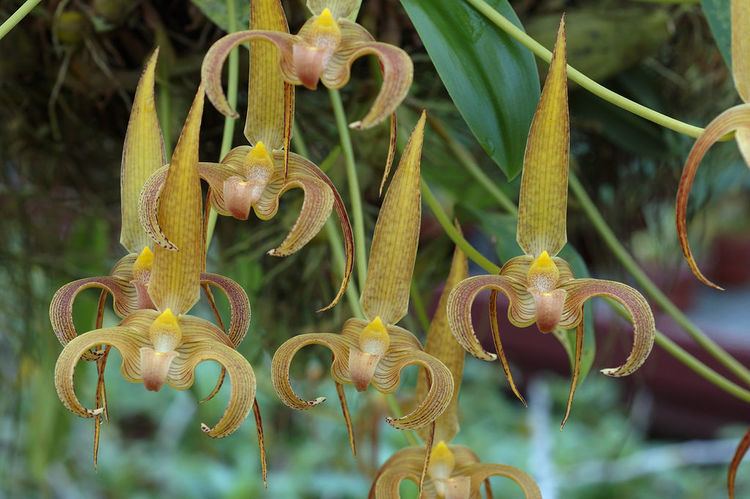 Bulbophyllum lobbii IOSPE PHOTOS