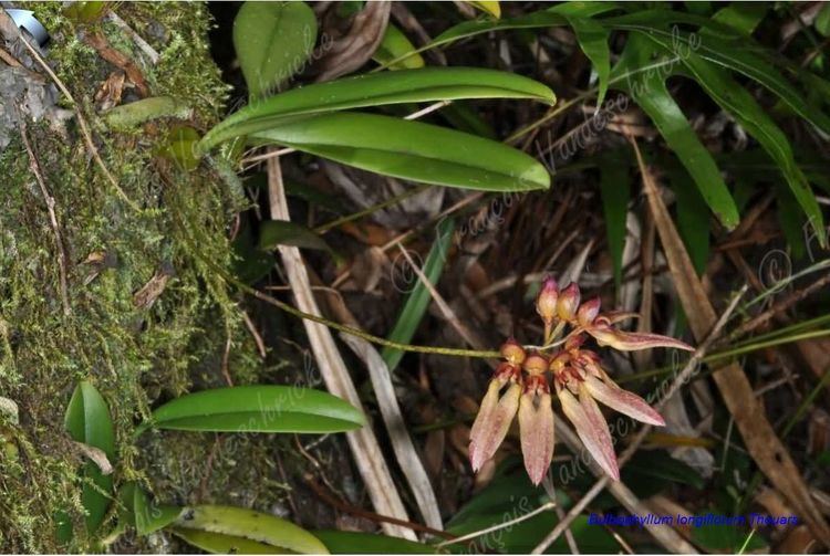 Bulbophyllum longiflorum IOSPE PHOTOS