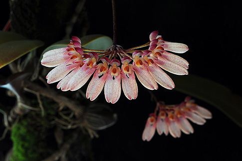 Bulbophyllum longiflorum Necklace of Beauty Orchid Essence Bulbophyllum longiflorum Borneo