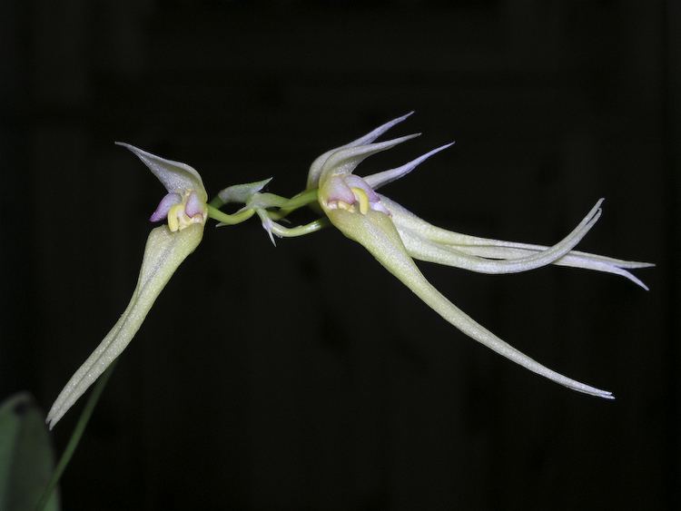 Bulbophyllum macraei IOSPE PHOTOS