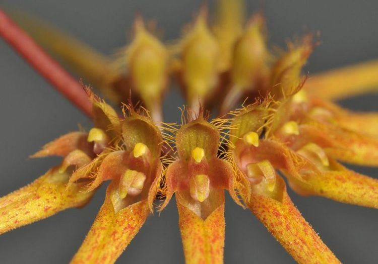 Bulbophyllum makoyanum IOSPE PHOTOS