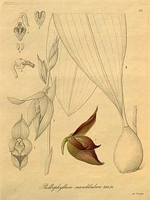 Bulbophyllum mandibulare httpsuploadwikimediaorgwikipediacommonsthu