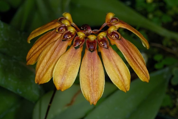 Bulbophyllum mastersianum IOSPE PHOTOS