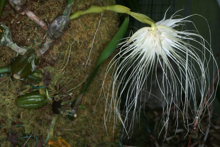 Bulbophyllum medusae Bulbophyllum medusae