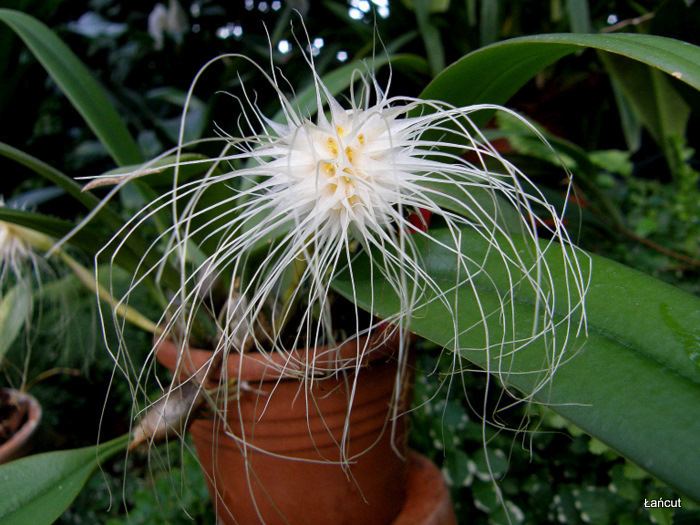 Bulbophyllum medusae Bulbophyllum medusae