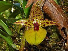 Bulbophyllum membranifolium httpsuploadwikimediaorgwikipediacommonsthu