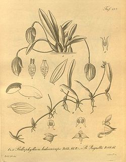 Bulbophyllum napellii httpsuploadwikimediaorgwikipediacommonsthu