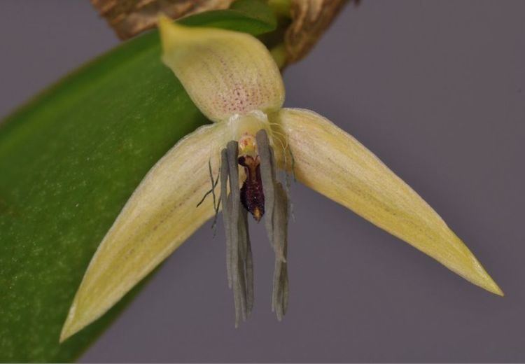 Bulbophyllum nocturnum IOSPE PHOTOS