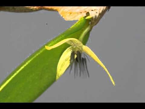 Bulbophyllum nocturnum Bulbophyllum nocturnum YouTube