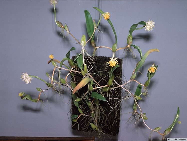 Bulbophyllum odoratissimum idaoplantnetprojectorgorchisasiagenreBulboph