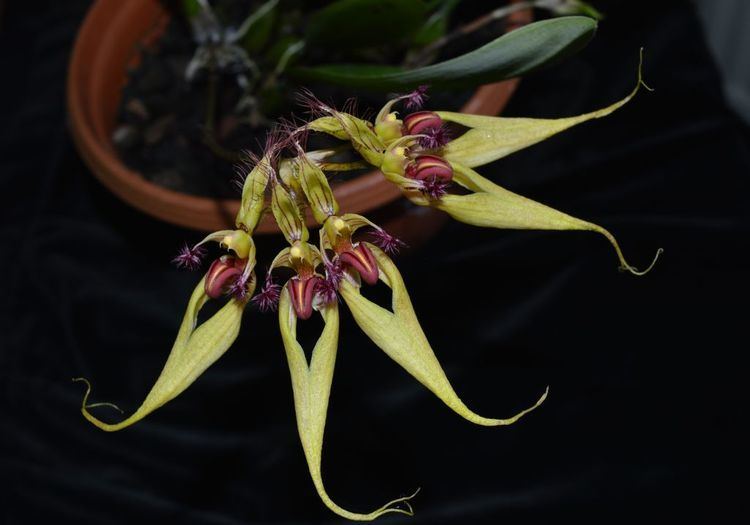 Bulbophyllum ornatissimum IOSPE PHOTOS