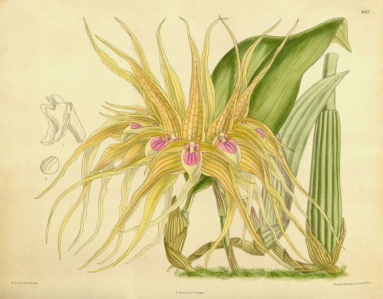Bulbophyllum pahudii