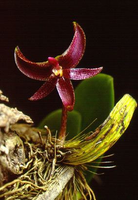Bulbophyllum patens wwwqsbgorgdatabasebotanicbook20full20option