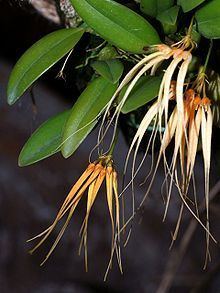 Bulbophyllum pectenveneris httpsuploadwikimediaorgwikipediacommonsthu