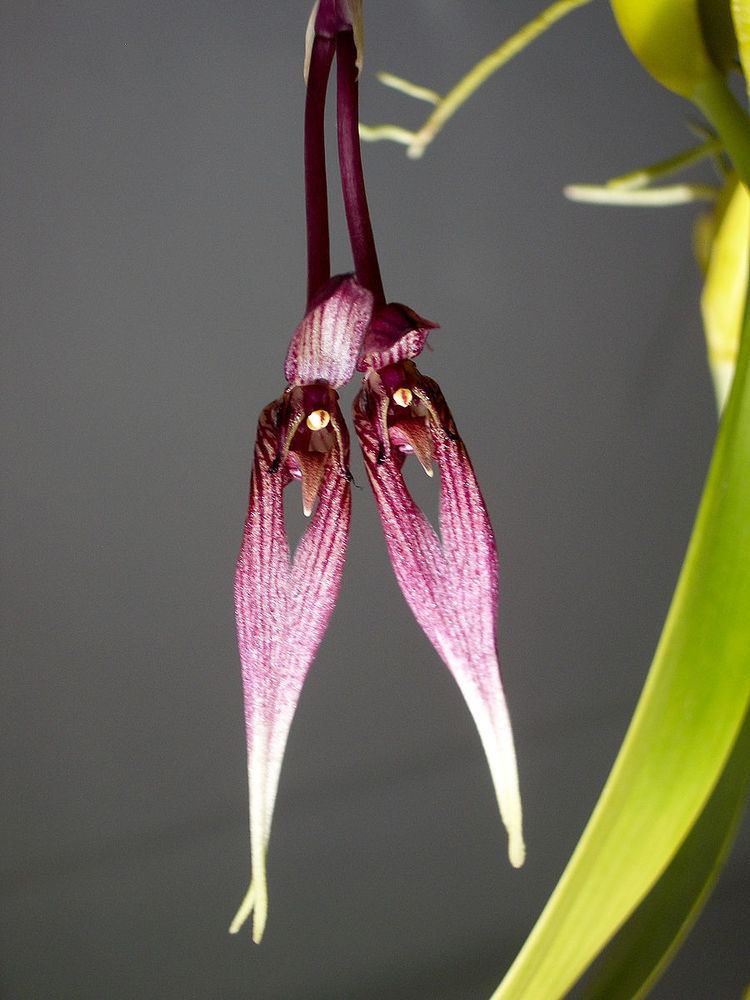 Bulbophyllum percoroiculatum