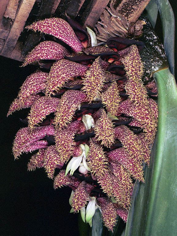 Bulbophyllum phalaenopsis IOSPE PHOTOS