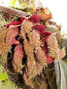 Bulbophyllum phalaenopsis httpsuploadwikimediaorgwikipediacommonsthu