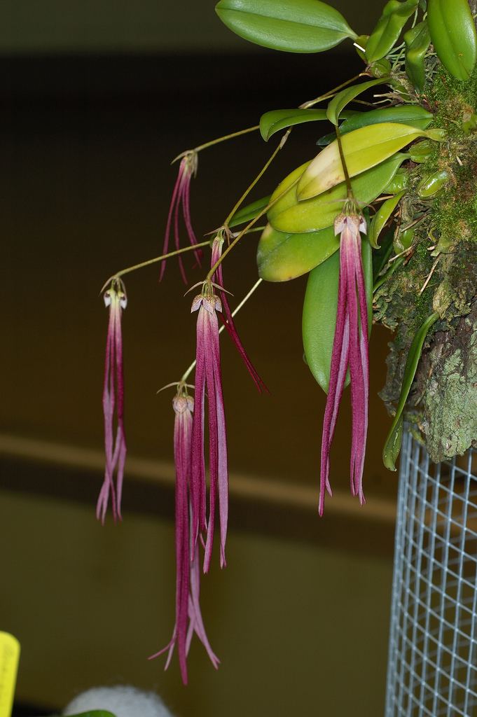 Bulbophyllum plumatum IOSPE PHOTOS