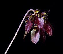 Bulbophyllum proudlockii httpsuploadwikimediaorgwikipediacommonsthu
