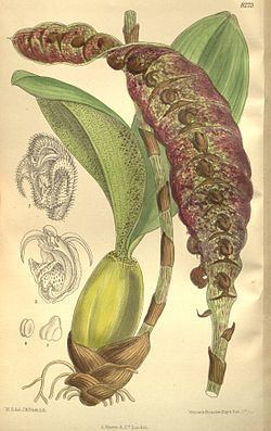 Bulbophyllum purpureorhachis httpsuploadwikimediaorgwikipediacommonsthu