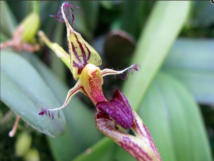 Bulbophyllum putidum IOSPE PHOTOS