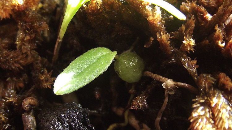 Bulbophyllum pygmaeum