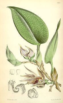 Bulbophyllum reticulatum httpsuploadwikimediaorgwikipediacommonsthu