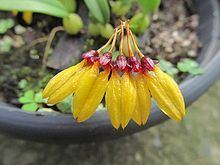 Bulbophyllum retusiusculum httpsuploadwikimediaorgwikipediacommonsthu
